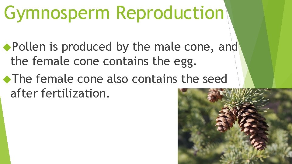 Gymnosperm Reproduction Pollen is produced by the male cone, and the female contains the