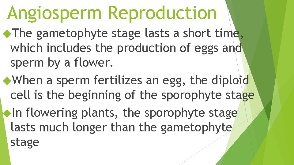 Angiosperm Reproduction The gametophyte stage lasts a short time, which includes the production of