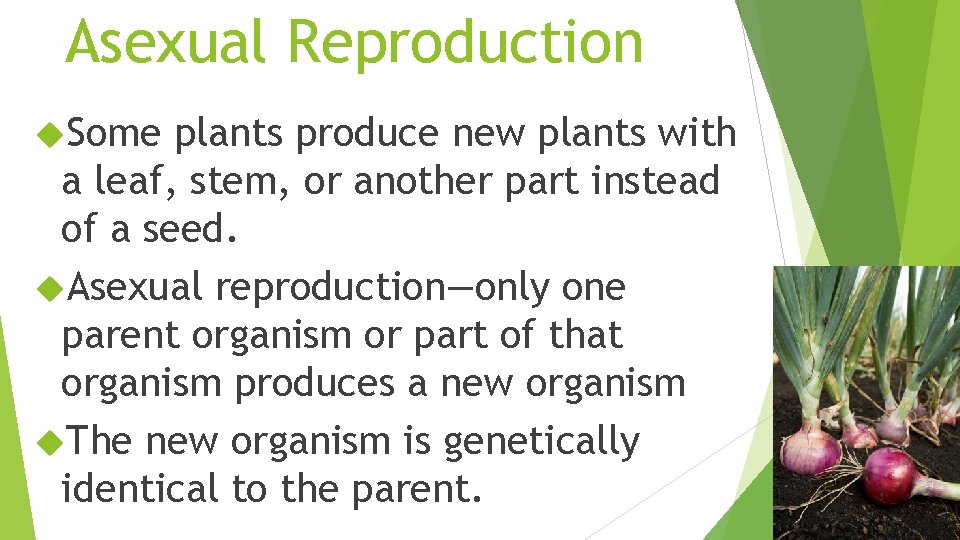 Asexual Reproduction Some plants produce new plants with a leaf, stem, or another part