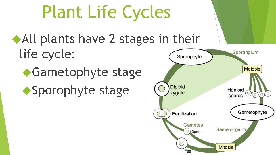 Plant Life Cycles All plants have 2 stages in their life cycle: Gametophyte stage