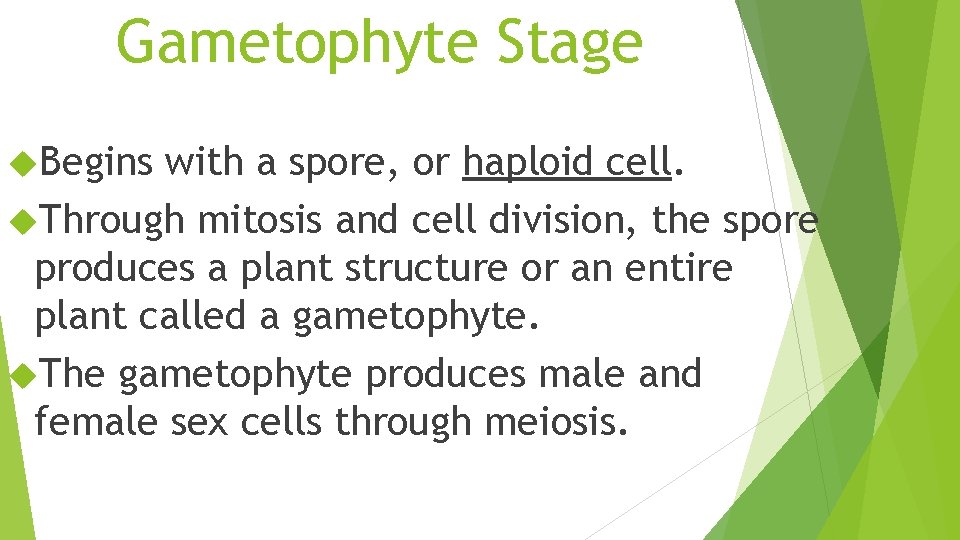 Gametophyte Stage Begins with a spore, or haploid cell. Through mitosis and cell division,