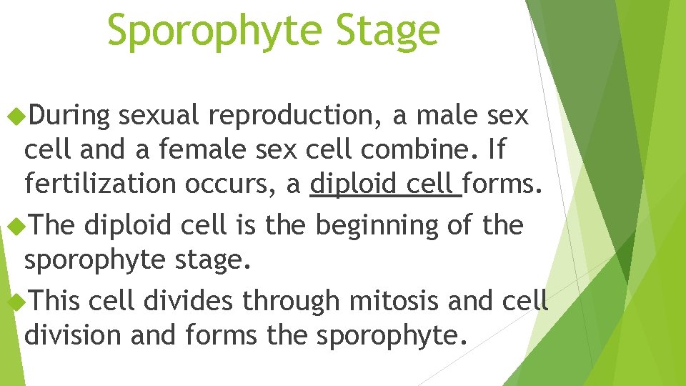 Sporophyte Stage During sexual reproduction, a male sex cell and a female sex cell