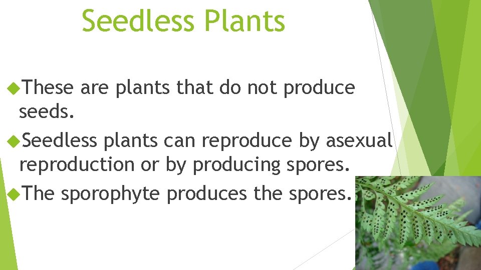 Seedless Plants These are plants that do not produce seeds. Seedless plants can reproduce