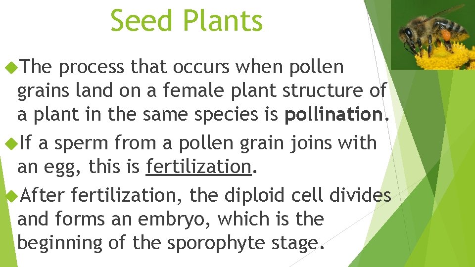 Seed Plants The process that occurs when pollen grains land on a female plant