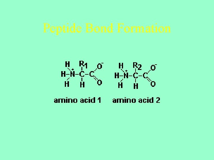 Peptide Bond Formation 