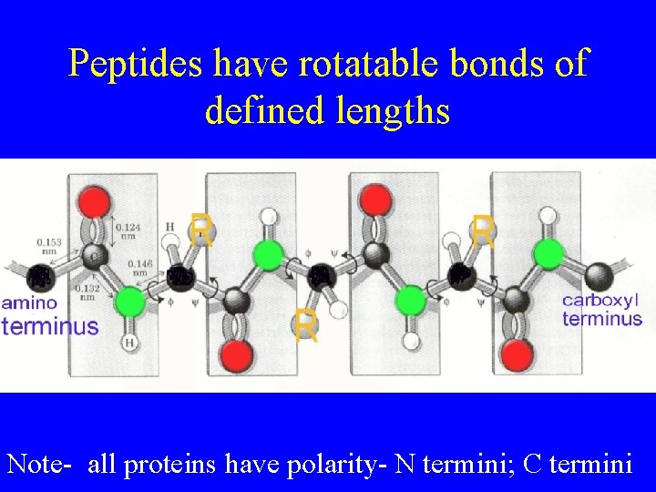 Peptides have rotatable bonds of defined lengths Note- all proteins have polarity- N termini;