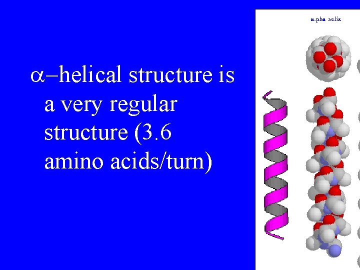  -helical structure is a very regular structure (3. 6 amino acids/turn) 