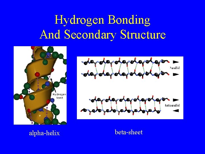 Hydrogen Bonding And Secondary Structure alpha-helix beta-sheet 
