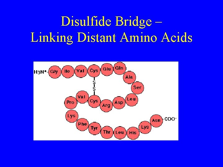 Disulfide Bridge – Linking Distant Amino Acids 