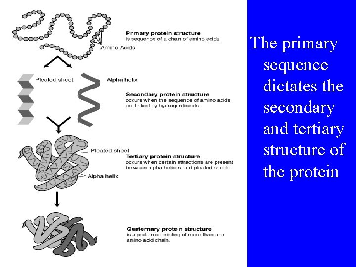 The primary sequence dictates the secondary and tertiary structure of the protein 