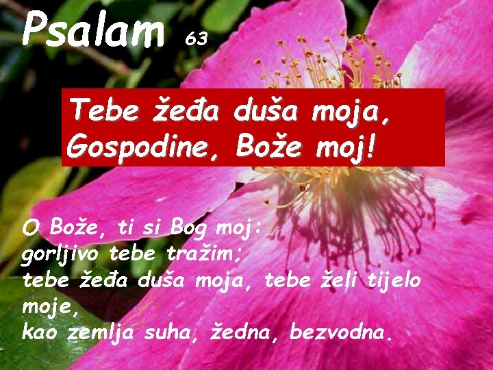 Psalam 63 Tebe žeđa Gospodine, duša moja, Bože moj! O Bože, ti si Bog