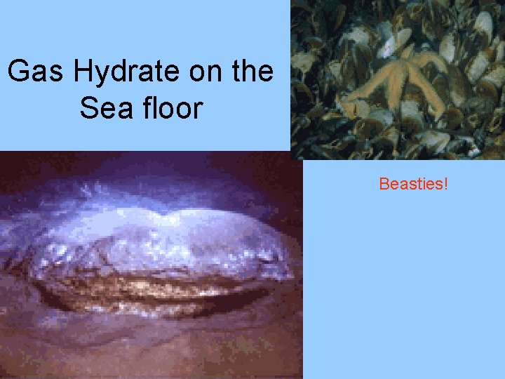 Gas Hydrate on the Sea floor Beasties! 