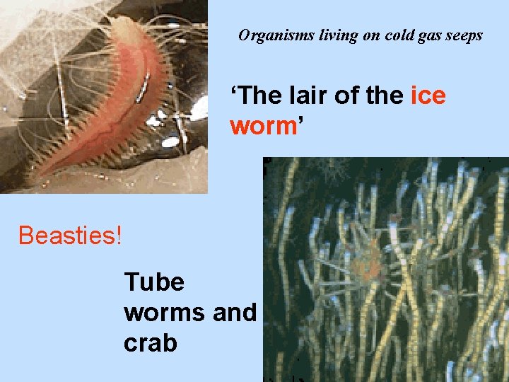 Organisms living on cold gas seeps ‘The lair of the ice worm’ Beasties! Tube