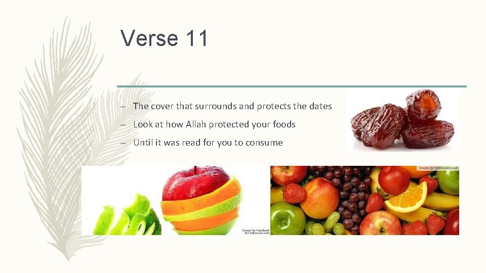 Verse 11 – The cover that surrounds and protects the dates – Look at