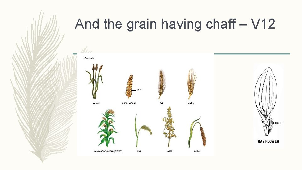 And the grain having chaff – V 12 