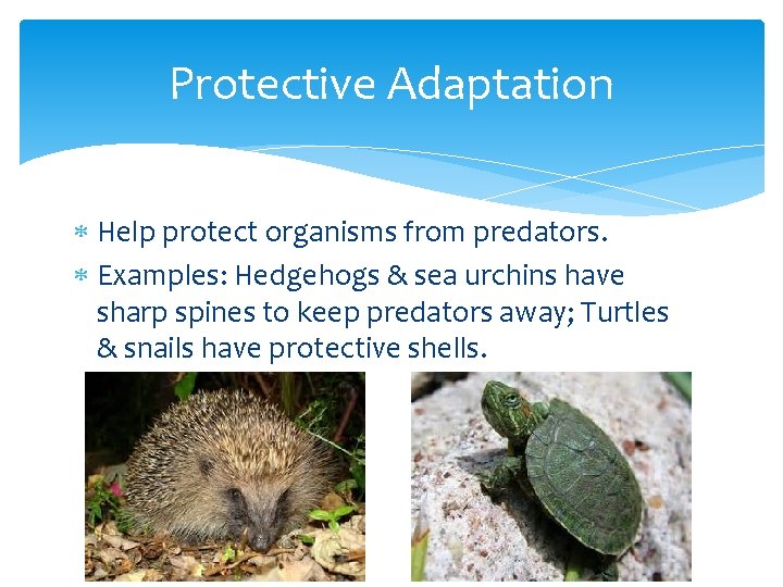 Protective Adaptation Help protect organisms from predators. Examples: Hedgehogs & sea urchins have sharp