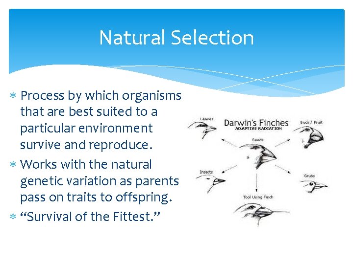 Natural Selection Process by which organisms that are best suited to a particular environment
