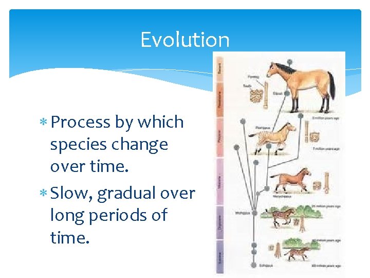 Evolution Process by which species change over time. Slow, gradual over long periods of
