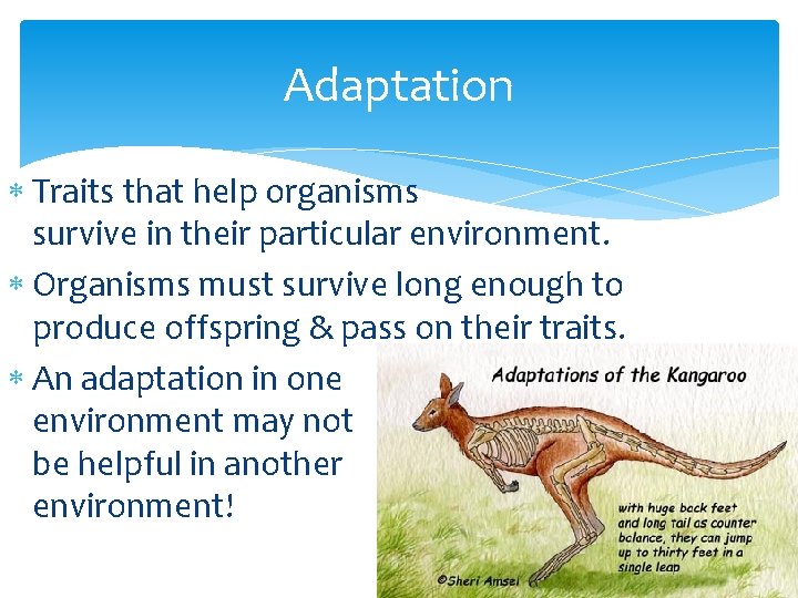 Adaptation Traits that help organisms survive in their particular environment. Organisms must survive long