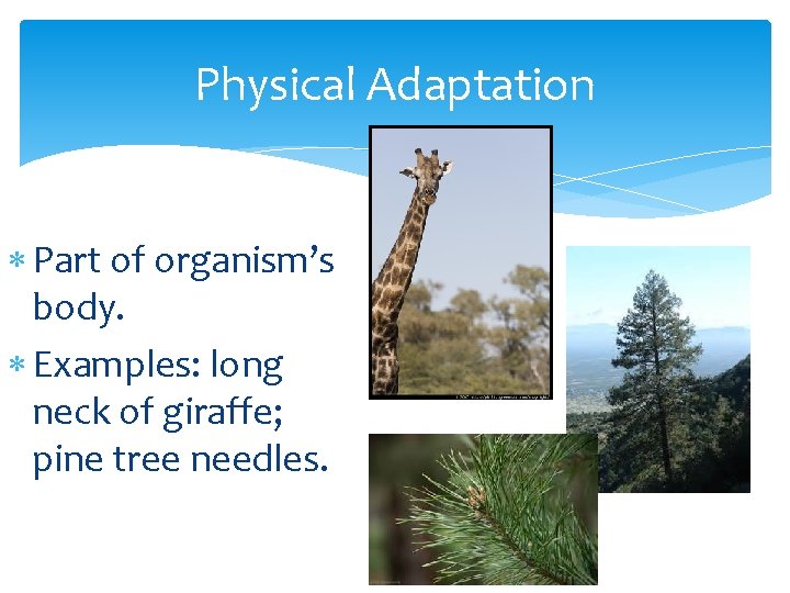 Physical Adaptation Part of organism’s body. Examples: long neck of giraffe; pine tree needles.