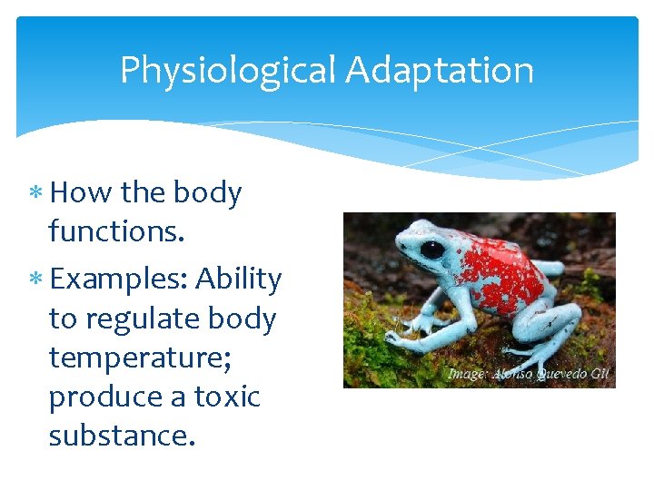 Physiological Adaptation How the body functions. Examples: Ability to regulate body temperature; produce a