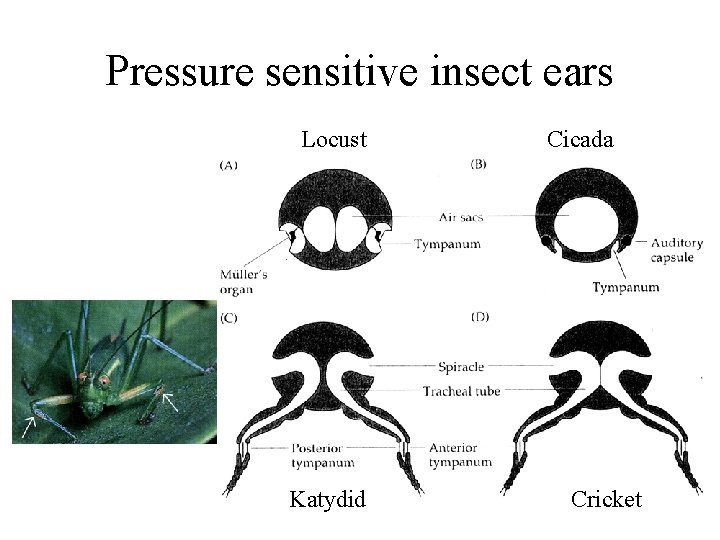 Sound Reception Types of ears Extraction of information