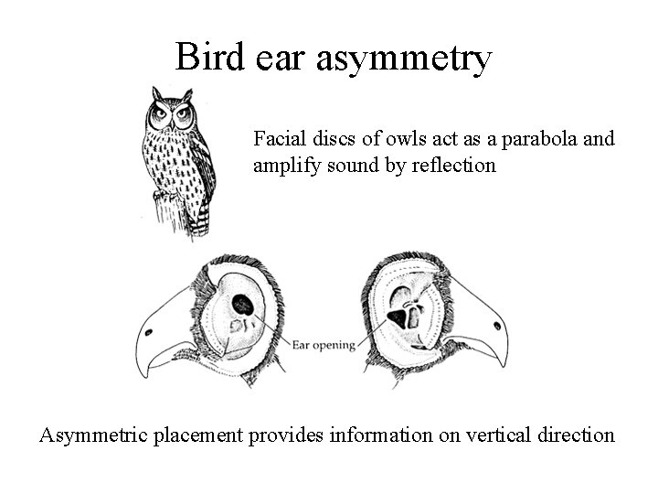 Ears Assymetry Sound Reception Types of ears Extraction of information