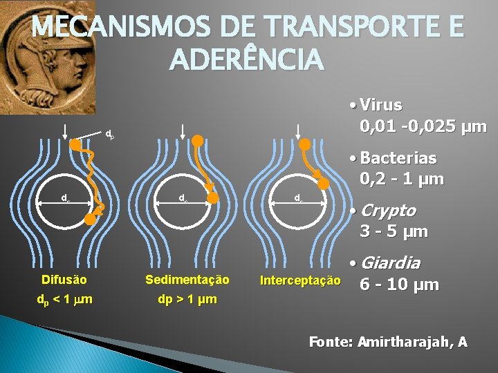 MECANISMOS DE TRANSPORTE E ADERÊNCIA • Virus 0, 01 -0, 025 μm dp •