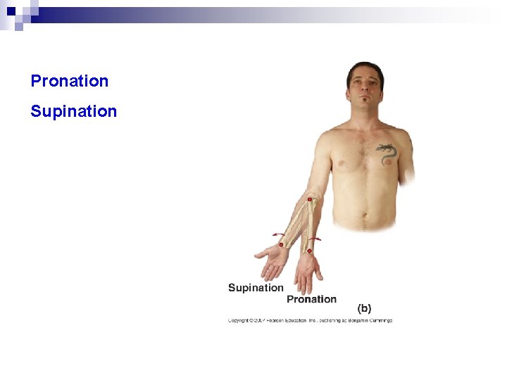 Pronation Supination 