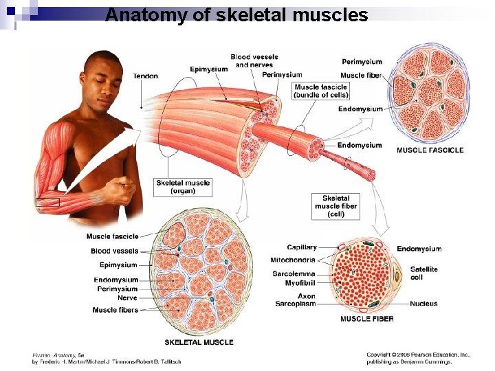 Anatomy of skeletal muscles 