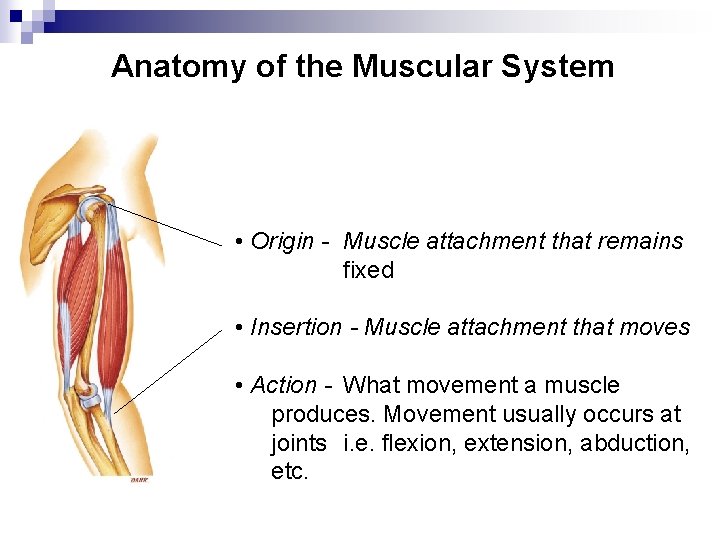 Anatomy of the Muscular System • Origin - Muscle attachment that remains fixed •