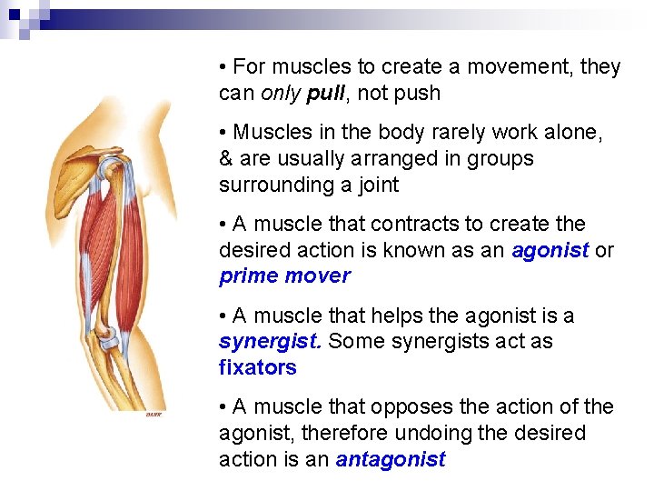  • For muscles to create a movement, they can only pull, not push