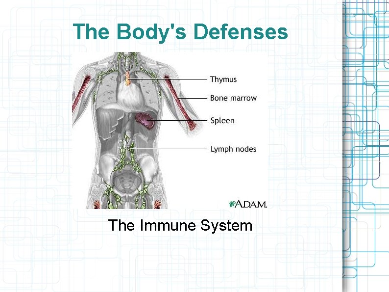 The Body's Defenses The Immune System 