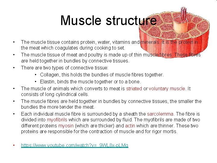 Muscle structure • • The muscle tissue contains protein, water, vitamins and minerals. It