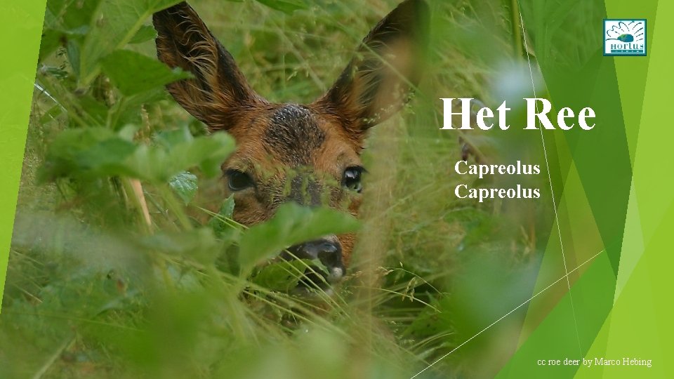 Het Ree Capreolus cc roe deer by Marco Hebing 