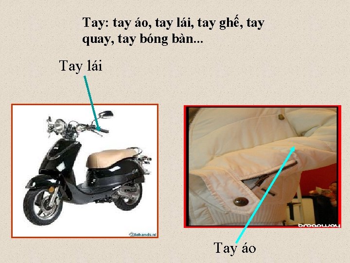 Tay: tay áo, tay lái, tay ghế, tay quay, tay bóng bàn. . .