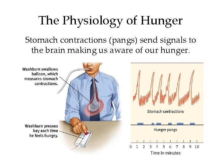 The Physiology of Hunger Stomach contractions (pangs) send signals to the brain making us