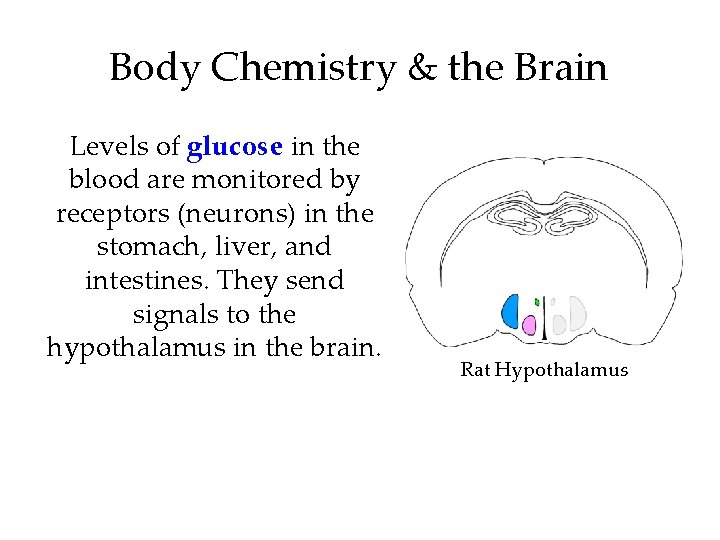 Body Chemistry & the Brain Levels of glucose in the blood are monitored by