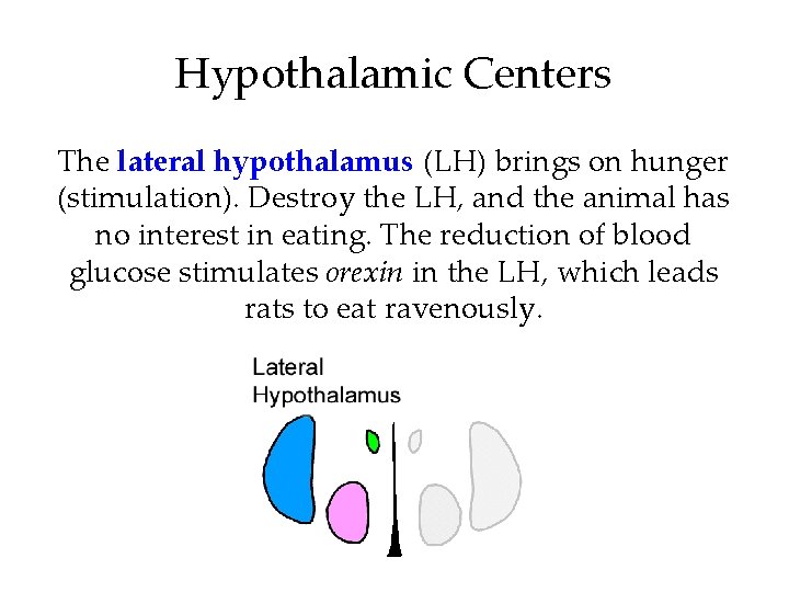 Hypothalamic Centers The lateral hypothalamus (LH) brings on hunger (stimulation). Destroy the LH, and