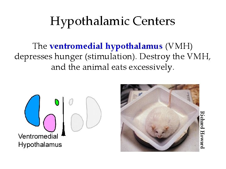 Hypothalamic Centers The ventromedial hypothalamus (VMH) depresses hunger (stimulation). Destroy the VMH, and the