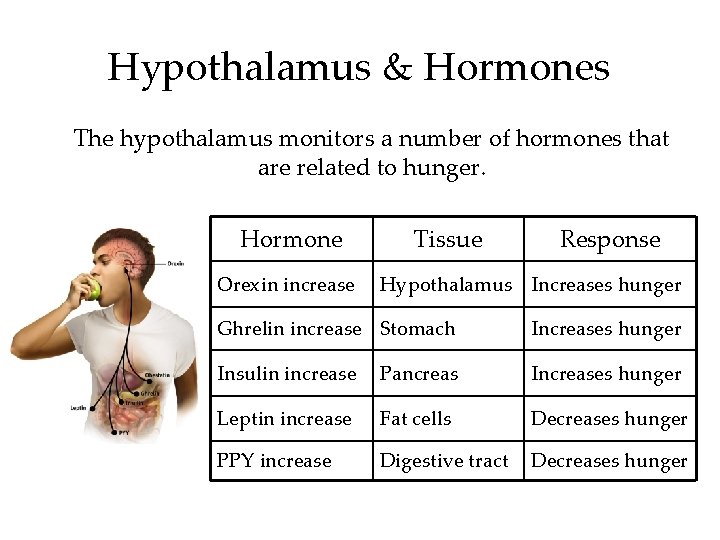 Hypothalamus & Hormones The hypothalamus monitors a number of hormones that are related to