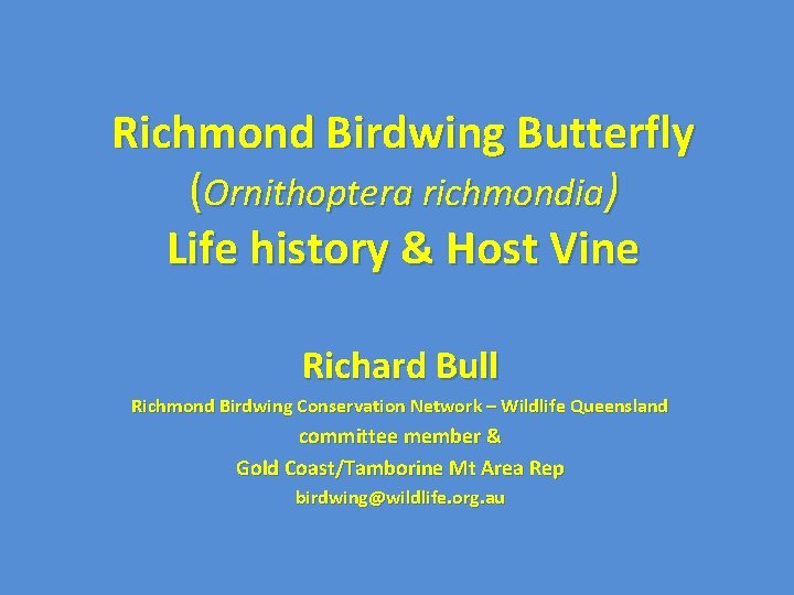 Richmond Birdwing Butterfly (Ornithoptera richmondia) Life history & Host Vine Richard Bull Richmond Birdwing