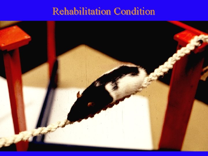 Rehabilitation Condition 