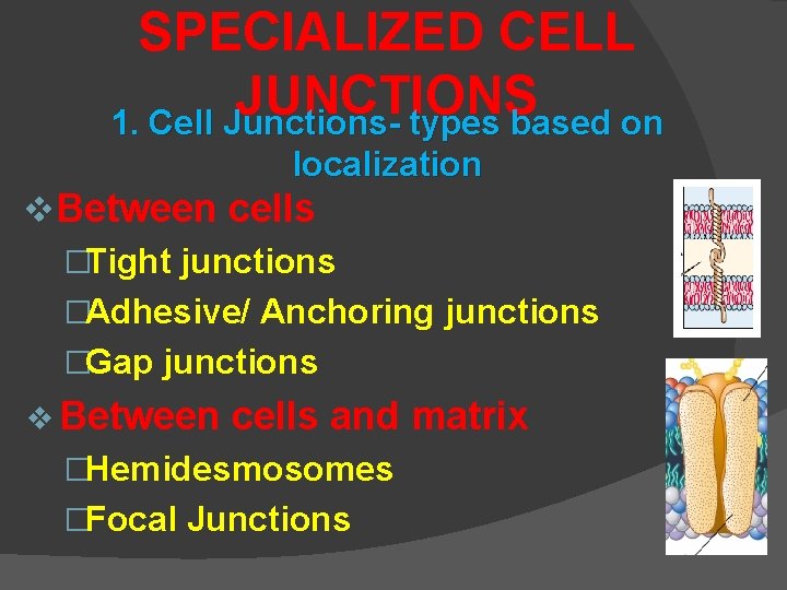 SPECIALIZED CELL JUNCTIONS 1. Cell Junctions- types based on localization v. Between cells �Tight