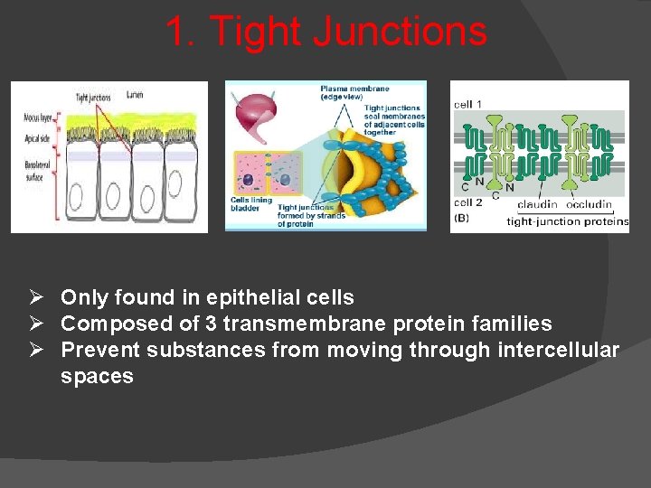 1. Tight Junctions Ø Only found in epithelial cells Ø Composed of 3 transmembrane