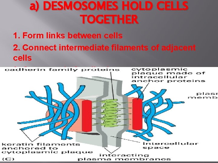 a) DESMOSOMES HOLD CELLS TOGETHER 1. Form links between cells 2. Connect intermediate filaments