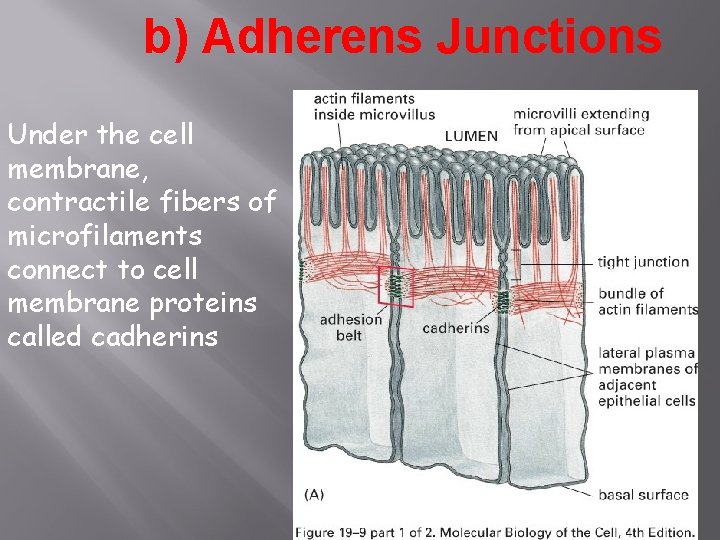 b) Adherens Junctions Under the cell membrane, contractile fibers of microfilaments connect to cell