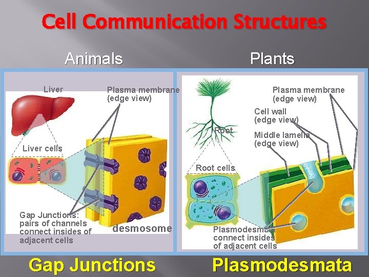 Cell Communication Structures Animals Liver Plants Plasma membrane (edge view) Cell wall (edge view)