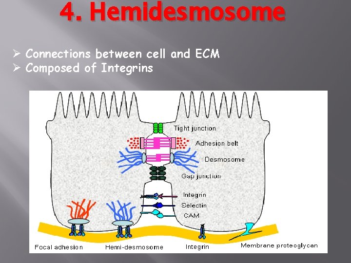 4. Hemidesmosome Ø Connections between cell and ECM Ø Composed of Integrins 