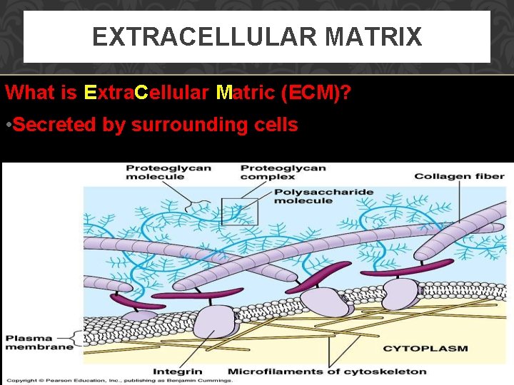 EXTRACELLULAR MATRIX What is Extra. Cellular Matric (ECM)? • Secreted by surrounding cells 